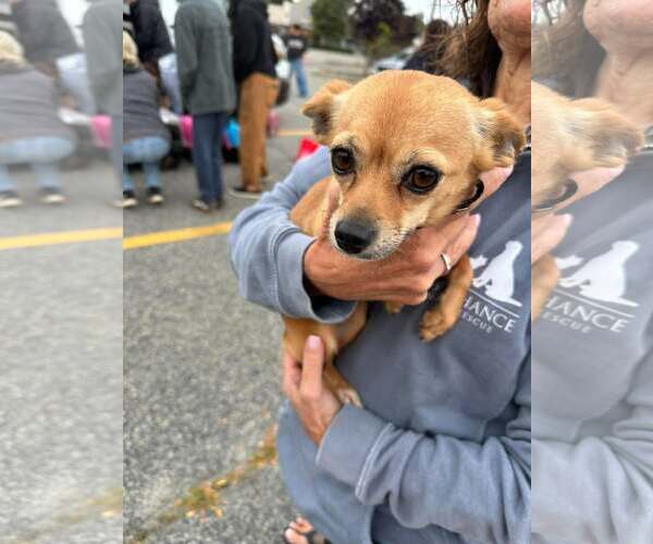 Medium Photo #5 Chihuahua-Unknown Mix Puppy For Sale in Woodbury, NY, USA