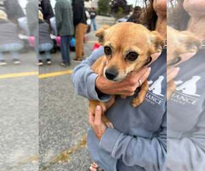 CHER - Female Chihuahua-Unknown Mix Dog for Adoption - Photo #5