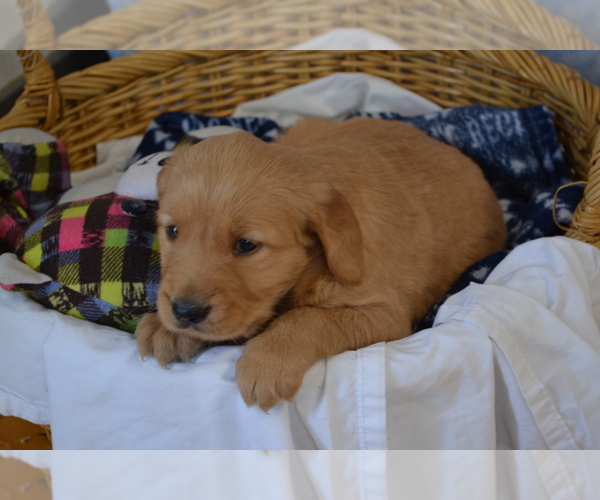 Medium Photo #28 Golden Retriever Puppy For Sale in GREENWOOD, WI, USA