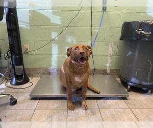 Labrador Retriever-Unknown Mix Dogs for adoption in Grand Prairie, TX, USA