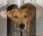 Small #13 Mutt