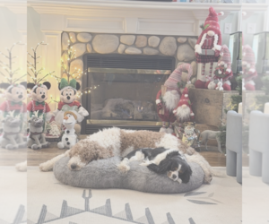 Mother of the Aussie-Poo-Goldendoodle Mix puppies born on 12/19/2025