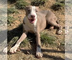 Small Photo #3 American Pit Bull Terrier-Unknown Mix Puppy For Sale in Wetumpka, AL, USA