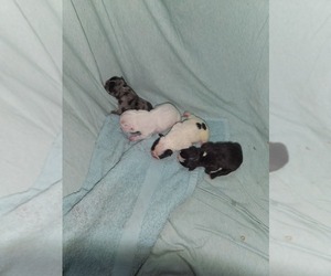 French Bulldog Puppy for sale in HENDERSON, NV, USA