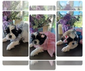 Shih Tzu Puppy for sale in JEROME, ID, USA