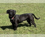 Small Labrador Retriever Mix