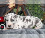Small Photo #4 Great Dane Puppy For Sale in SHELBY, OH, USA