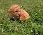 Small #6 Poodle (Miniature)