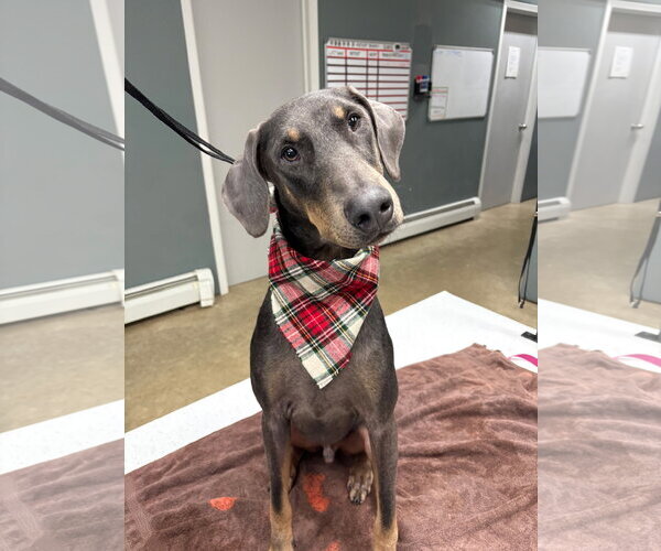 Medium Photo #5 Doberman Pinscher Puppy For Sale in Buffalo, MN, USA