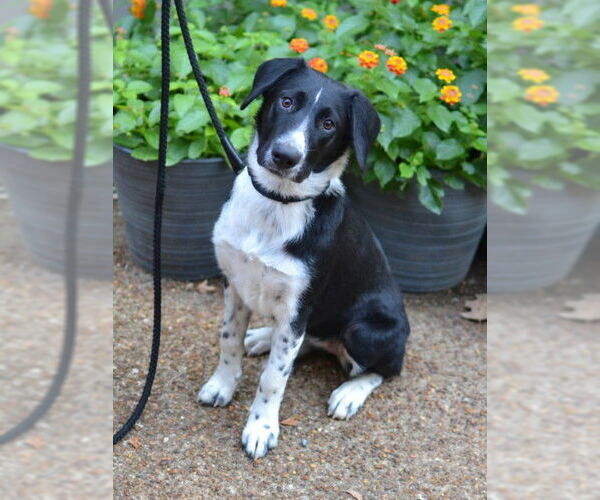Medium Photo #4 Pointer-Unknown Mix Puppy For Sale in Enfield, CT, USA