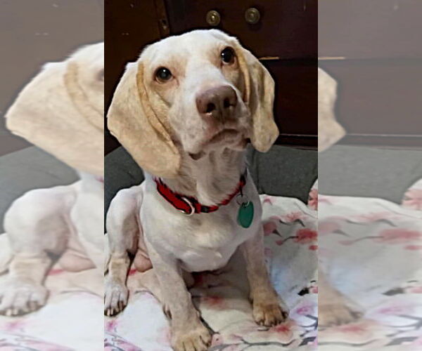 Medium Photo #4 Beagle Puppy For Sale in Dunnellon, FL, USA