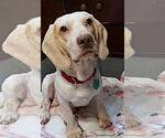 Small #3 Beagle