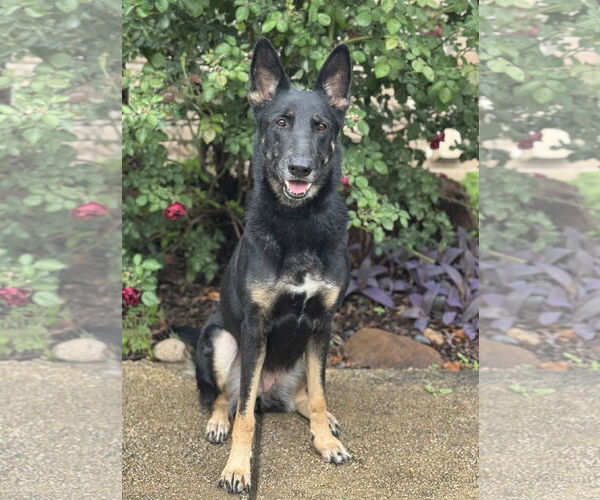 Medium Photo #1 German Shepherd Dog-Unknown Mix Puppy For Sale in PIPE CREEK, TX, USA