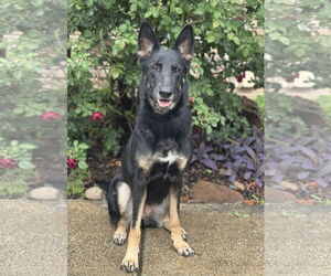 German Shepherd Dog-Unknown Mix Dogs for adoption in PIPE CREEK, TX, USA