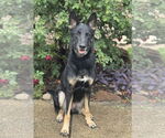 Small German Shepherd Dog Mix
