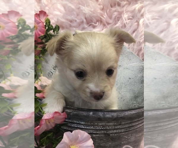 Medium Photo #5 Chihuahua Puppy For Sale in SHERMAN, TX, USA