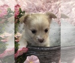 Small #4 Chihuahua