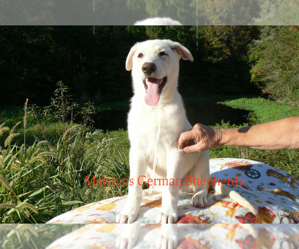 Medium Photo #2 German Shepherd Dog Puppy For Sale in PIEDMONT, MO, USA