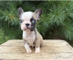 Small #1 French Bulldog