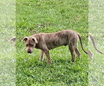 Small #6 Mutt