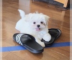 Puppy Bunny Maltese