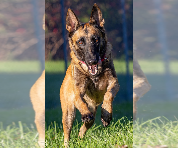 Medium Photo #1 German Shepherd Dog-Unknown Mix Puppy For Sale in Kansas City, MO, USA
