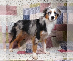 Miniature Australian Shepherd Puppy for sale in HARRISON, OH, USA