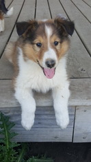 Collie Puppy for sale in EVEREST, KS, USA