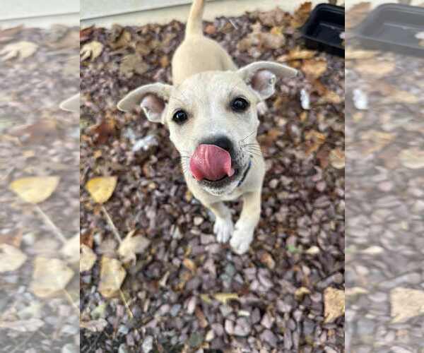 Medium Photo #2 Mutt Puppy For Sale in Shelburne, VT, USA