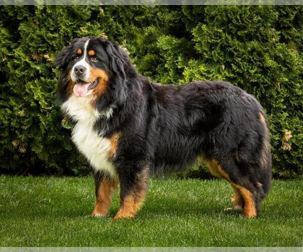 Medium Photo #1 Bernese Mountain Dog Puppy For Sale in SALISBURY, NC, USA