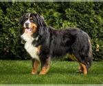 Small Photo #1 Bernese Mountain Dog Puppy For Sale in SALISBURY, NC, USA