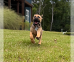 Small #2 Labrador Retriever Mix