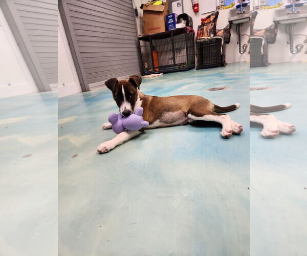 Medium Photo #2 Labrador Retriever-Unknown Mix Puppy For Sale in Rockaway, NJ, USA