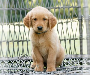 Golden Retriever Puppy for sale in GAP, PA, USA