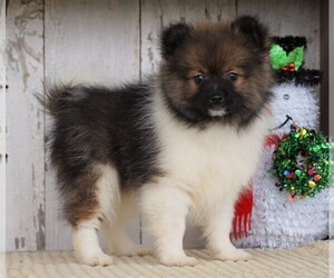 Pomeranian Puppy for sale in FREDERICKSBG, OH, USA