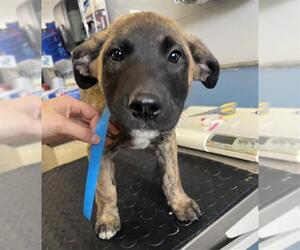 American Pit Bull Terrier Dogs for adoption in Camarillo, CA, USA