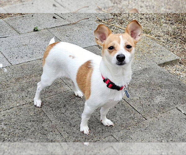 Medium Photo #4 Rat-Cha Puppy For Sale in San Francisco, CA, USA