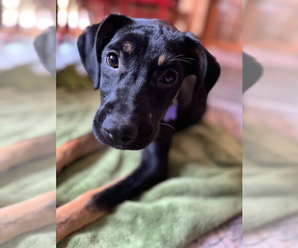 Medium Photo #7 Labrenees Puppy For Sale in Oak Bluffs, MA, USA