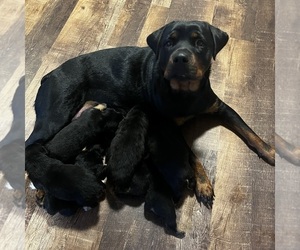 Mother of the Rottweiler puppies born on 04/11/2023