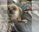 Small #1 Shorkie Tzu