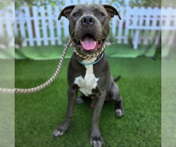 Medium Photo #1 Mutt Puppy For Sale in Long Beach, CA, USA