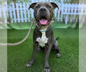 Mutt Dogs for adoption in Long Beach, CA, USA