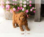 Small #1 Goldendoodle (Miniature)