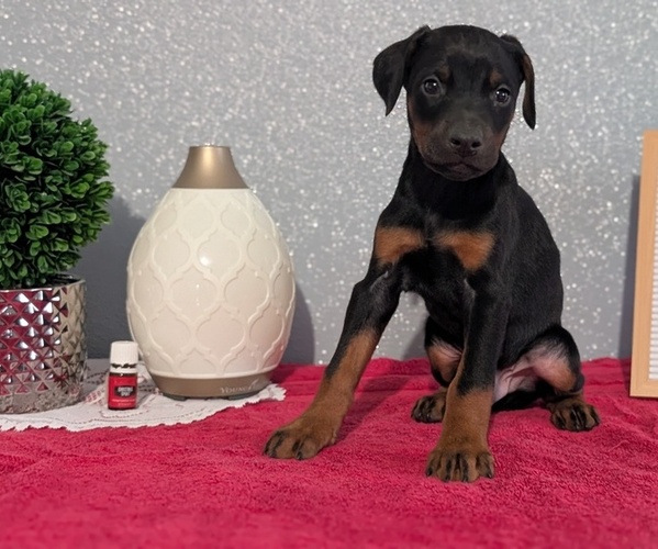 Medium Photo #8 Doberman Pinscher Puppy For Sale in GOSHEN, IN, USA