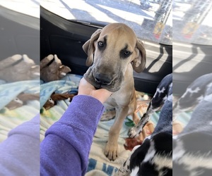 Great Dane Puppy for sale in NEWPORT NEWS, VA, USA