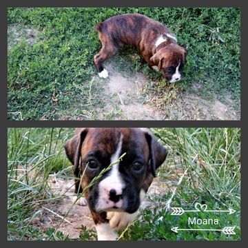 Medium Photo #1 Boxer Puppy For Sale in ALBANY, OR, USA