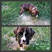 Small Photo #1 Boxer Puppy For Sale in ALBANY, OR, USA