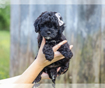 Small #1 Cocker Spaniel-Poodle (Miniature) Mix