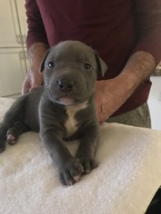 American Bully Puppy for sale in PUEBLO, CO, USA