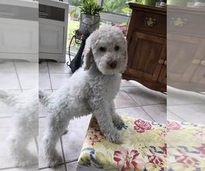 Poodle (Standard) Puppy for sale in KNIGHTDALE, NC, USA